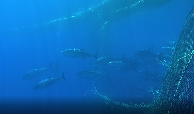 Bluefin tuna (Thunnus thynnus) during transfer on a farm Credit: Mare Blu farm, Malta. 
