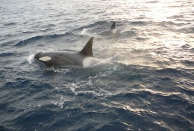 Orcas (Orcinus orca) near South Georgia. Credit: Alastair King