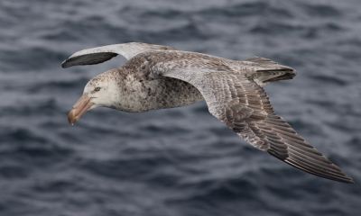 Northern giant petrel (Macronectes halli) in flight. Credit: Alastair King