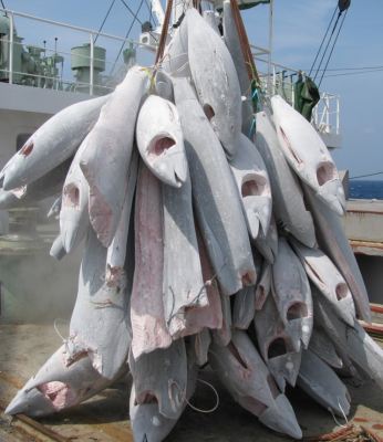 Frozen tuna and billfish being transhipped. Credit: James Moir Clark